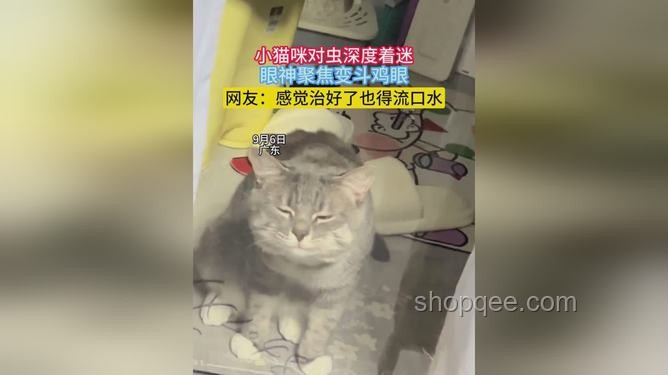 看到真正的决战猫猫之颠：宠物电商行业巅峰之战深度剖析